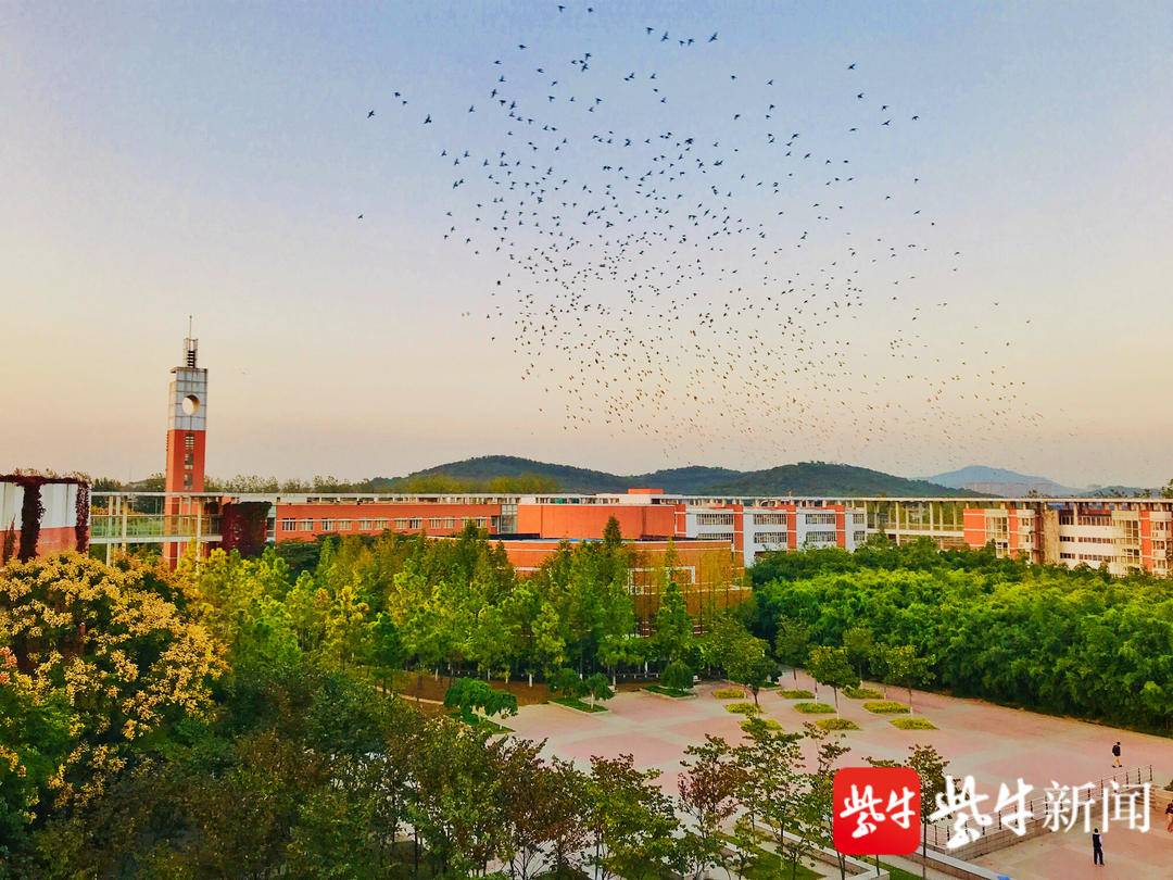 「志向世界」南外仙林分校国际高中:成就每个孩子的生命独特性