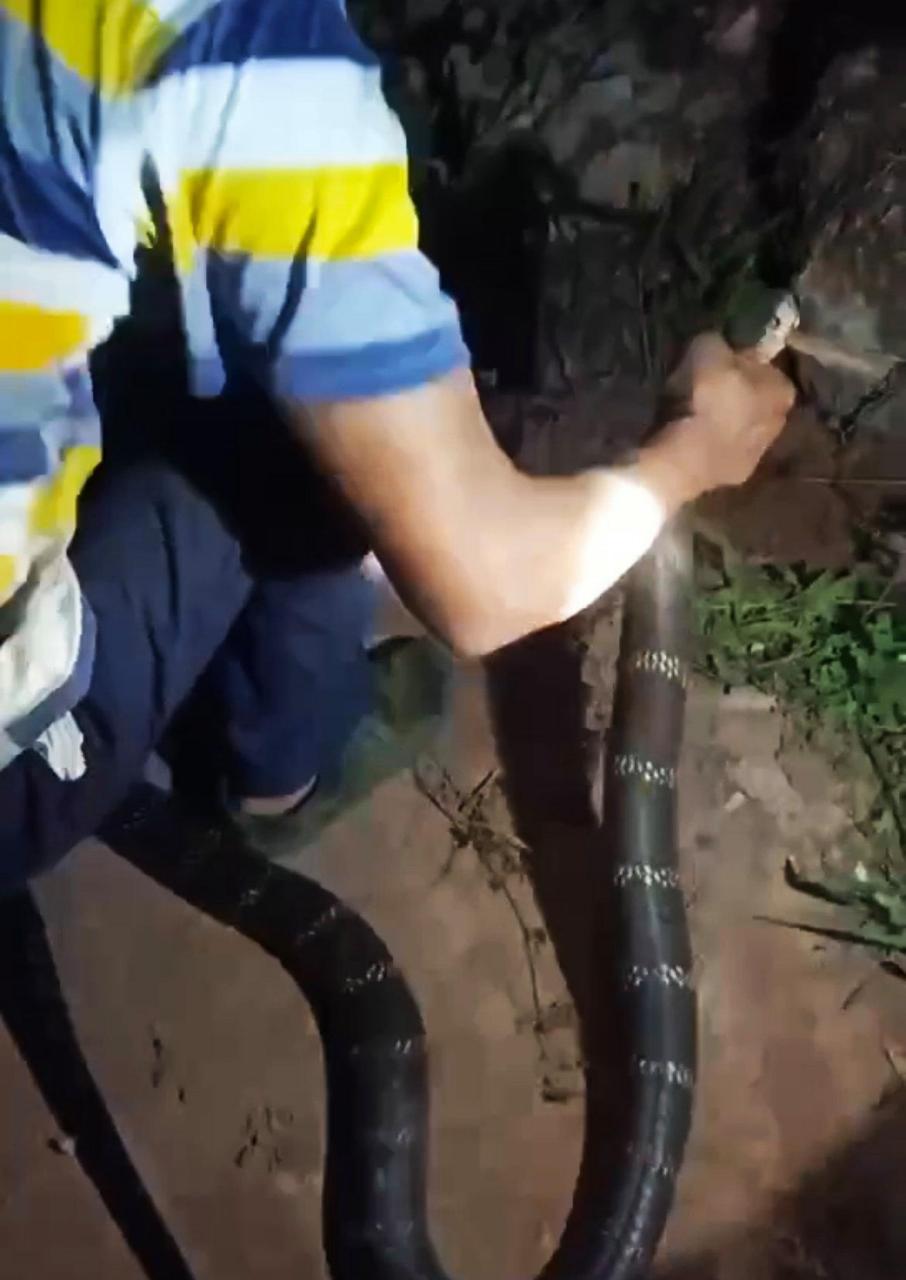 导语:最近钓鱼时碰到蛇的钓鱼人应该特别多,尤其是夜钓爱好者,夜晚黑