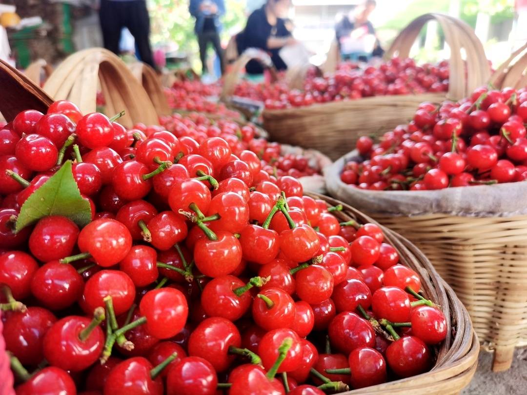 四川米易樱桃节开幕 以樱桃为媒"搭台"打造特色旅游节庆活动