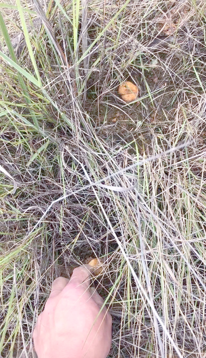 然而,这种被誉为"石头菇"的野生菌类,对于许多朋友来说,可能还比较