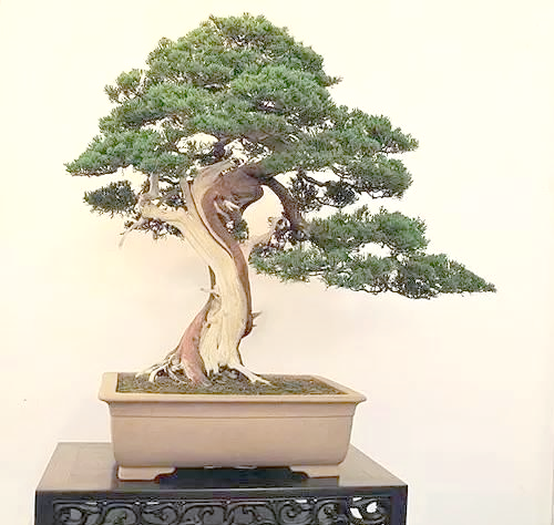 众多珍藏级柏树盆景欣赏