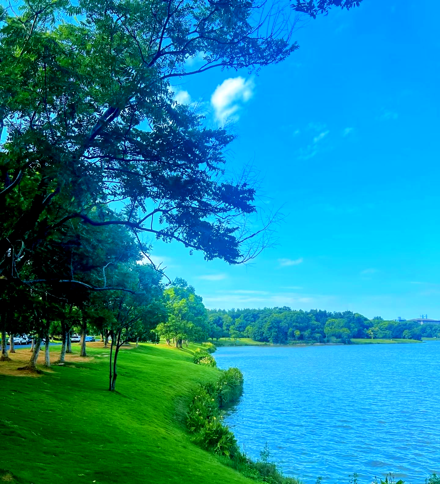 前湖公园:都市中的诗意栖居地