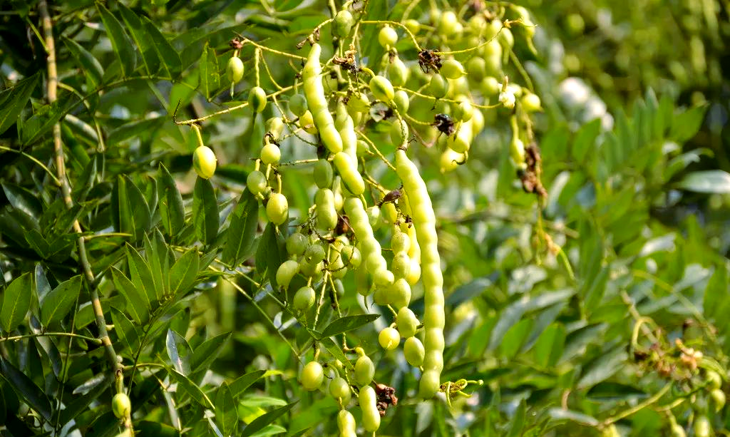 洋槐花香,沁人心脾的香甜体验