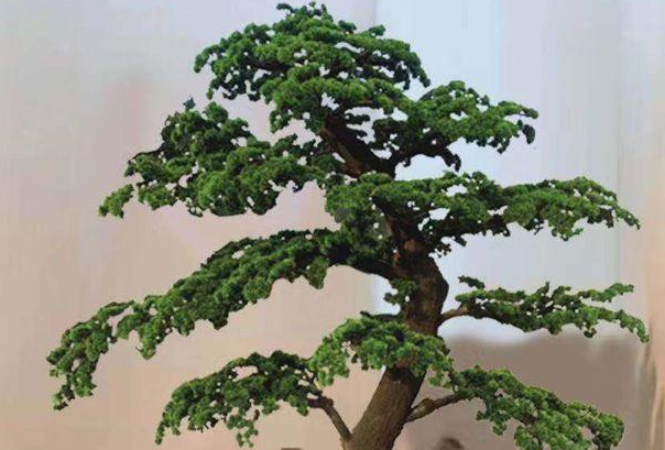 迎客松小苗怎么造型?如何养护?