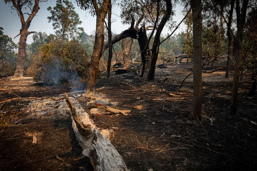 澳大利亚维多利亚州丛林火灾持续 约3万名居民被要求转移