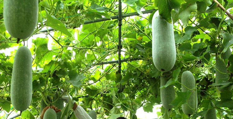 走进乡村看小康丨衢州迷你冬瓜俏销各地 我们都爱吃它!