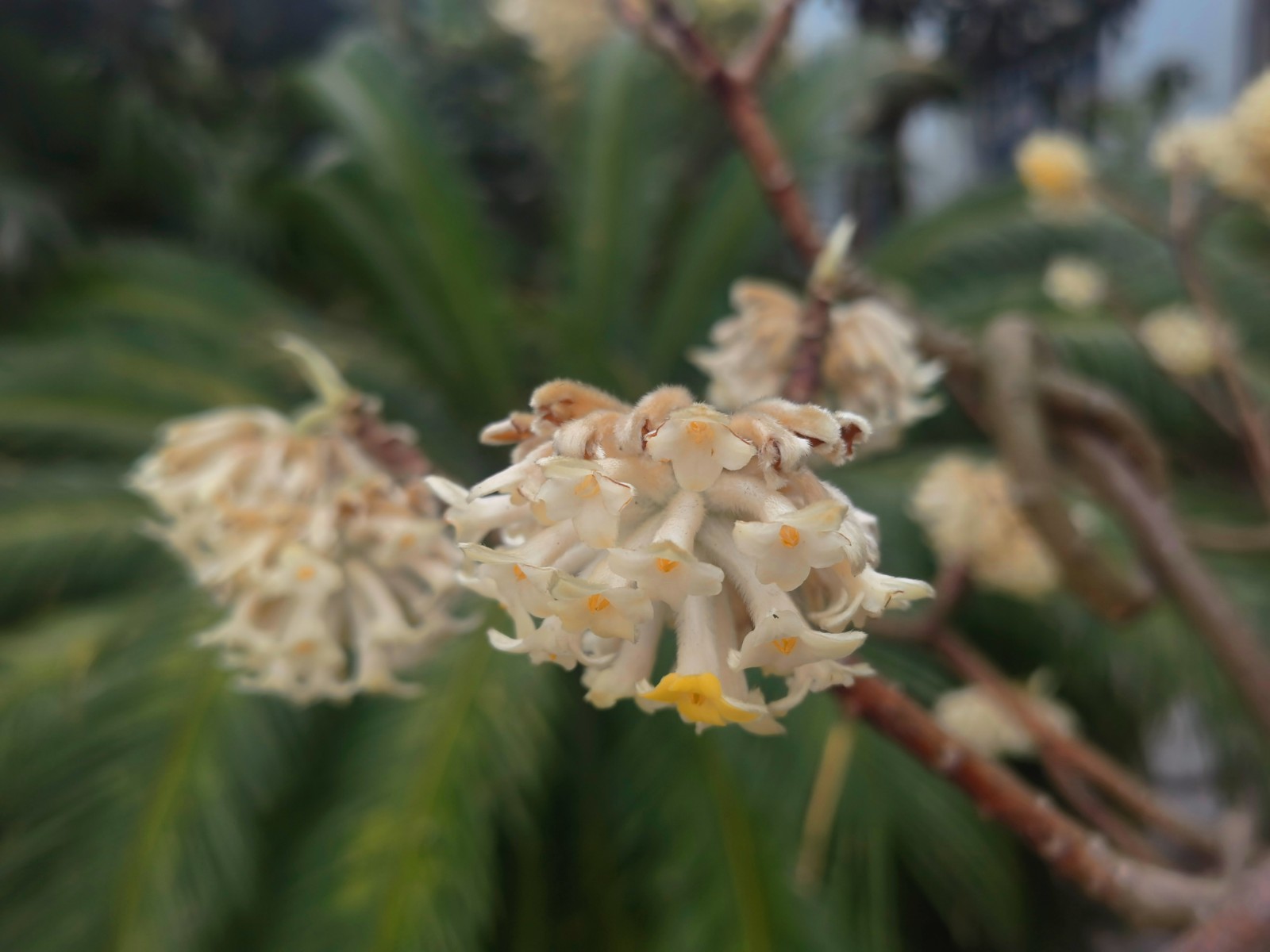 即刻启程,到贵阳药用植物园寻找春天的故事