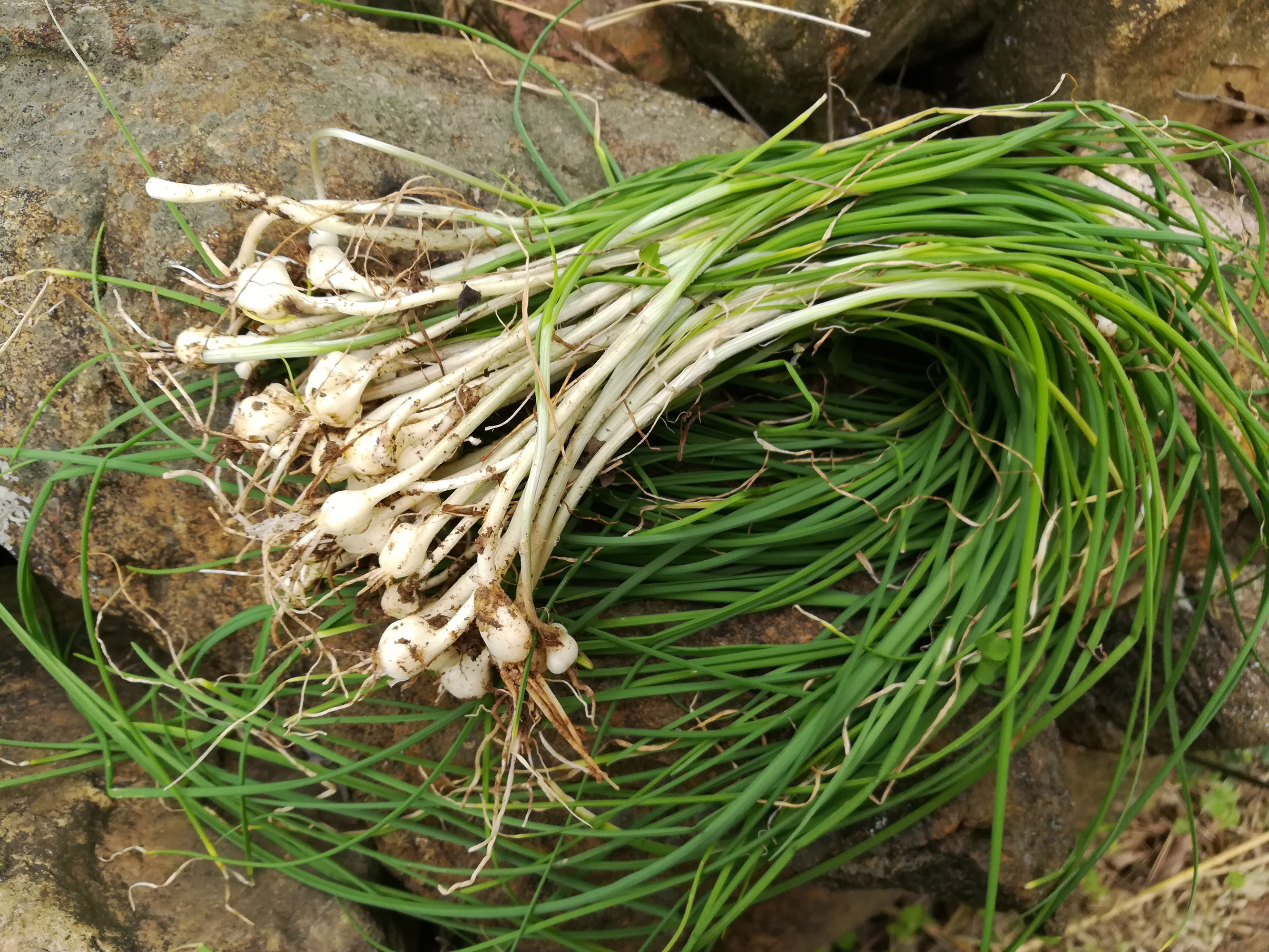 南方春天的野菜图片