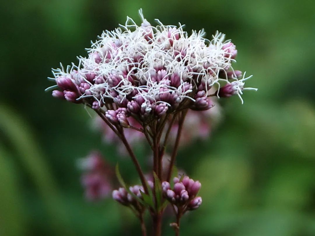 佩兰正值最佳观赏期,仿佛"紫霞"落满地(附点位)