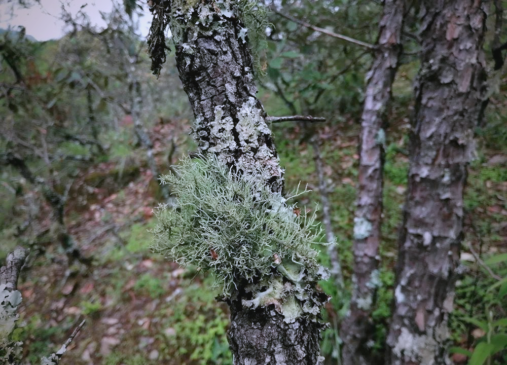 云南深山老林里的美味"树花"野生菌