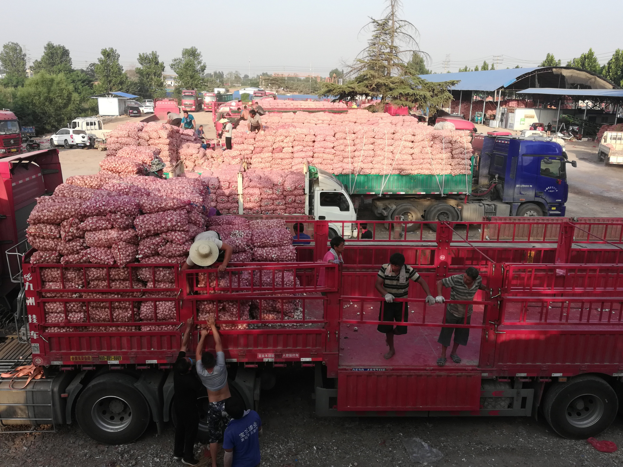 郑州中牟:大蒜市场回暖 蒜价一路攀升