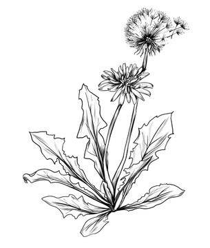 当代散文|苦菜,让人欢喜让人忧