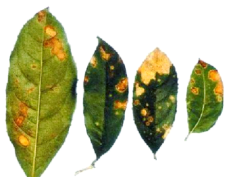 原色花卉病害虫百科 6 原色花卉病害虫百科〈6〉花木・庭木・緑化樹1 : Amazon.com.au: Books