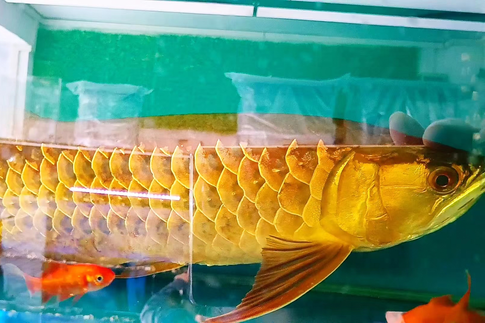 金龙鱼身体长,头部和身体呈三角形,鳞片坚硬,鳃盖和鳍是红色