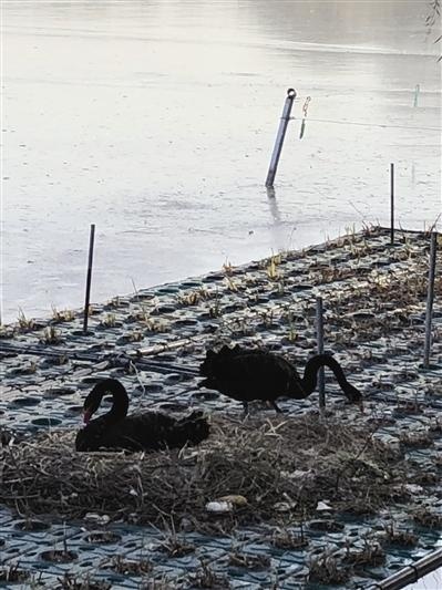 水上公園東湖飛來一對黑天鵝 夫妻倆水上過冬 飼養員伺候月子