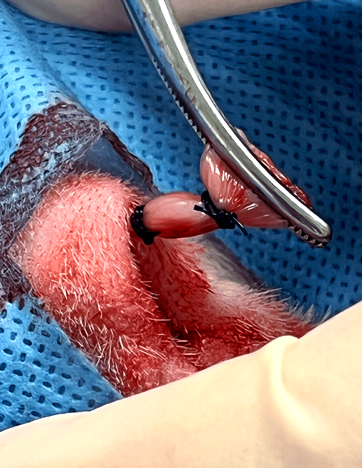 公犬公猫睾丸摘除手术中的多种技术详解:附图解缝合与结扎方法