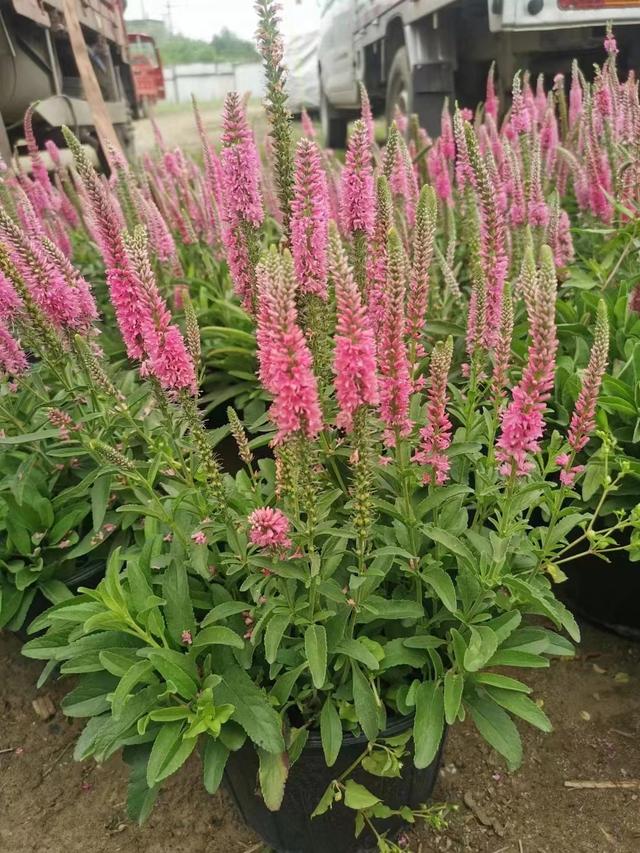 婆婆纳是什么草还是花?