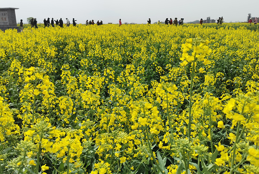 江苏兴化:千岛菜花醉游人 特色美食味道好