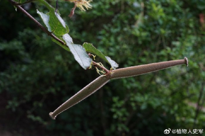 箭毒羊角拗,很美很毒的花