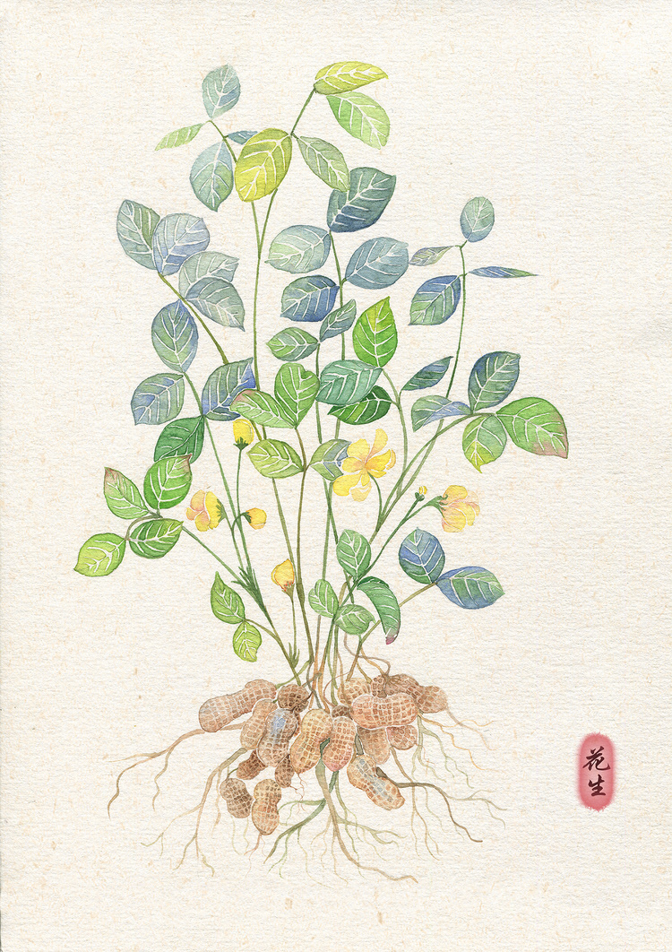古有《神农尝百草》,今一组水彩插画带你认识常见的中草药植物