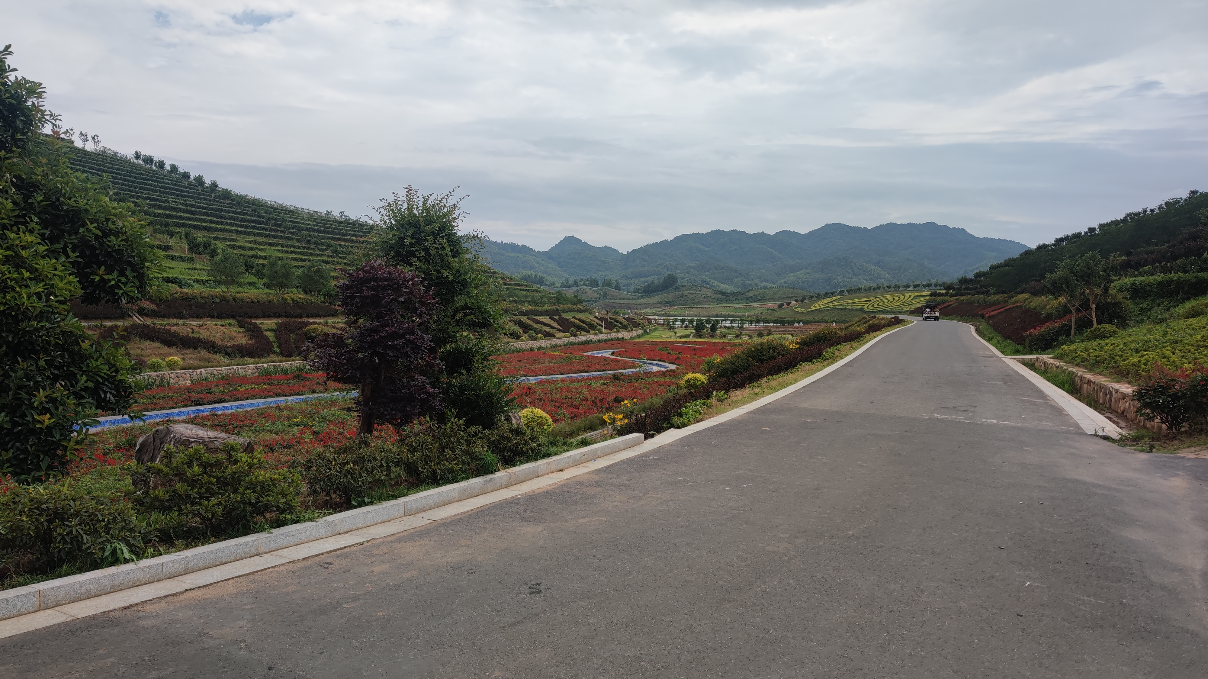 湖南华莱茶香花海图片