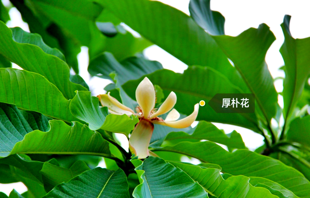 厚朴:一种值得了解的中药材