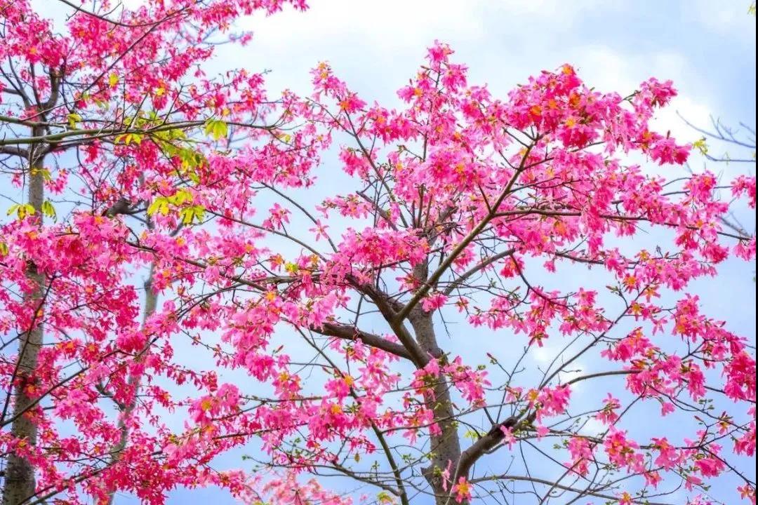 珠海横琴十里超美花海美醉游客,免费游玩!不来遗憾,来了震撼!