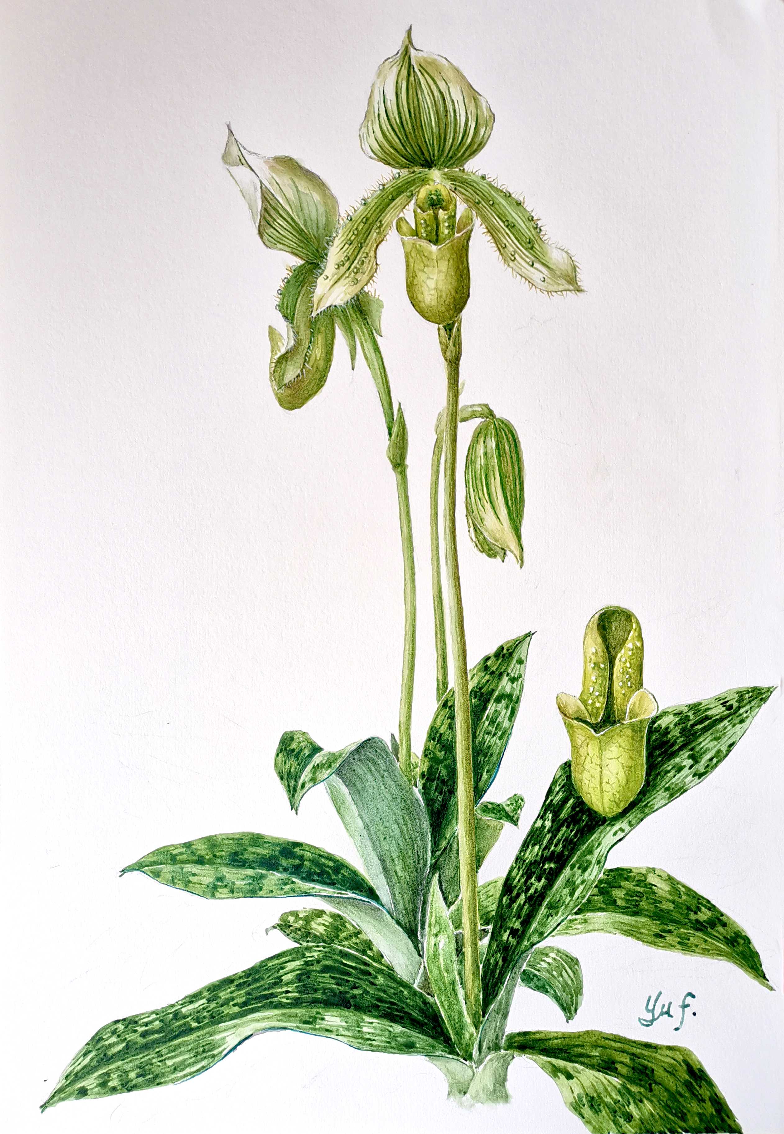 粤看粤美|博物画里看植物多样性