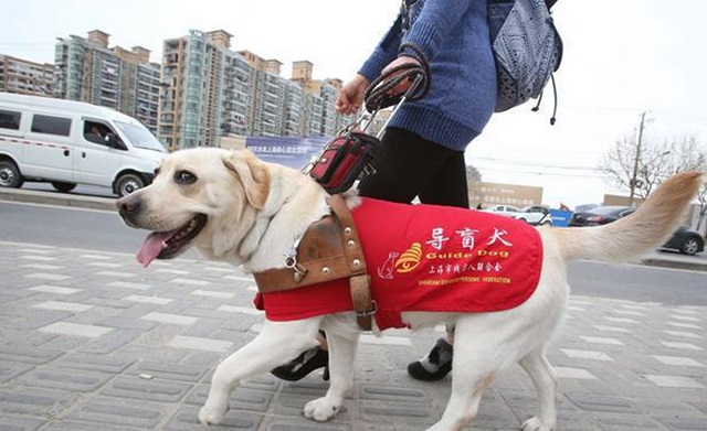 导盲犬20万一只,为啥这么贵?为何有人说它是一场骗局?
