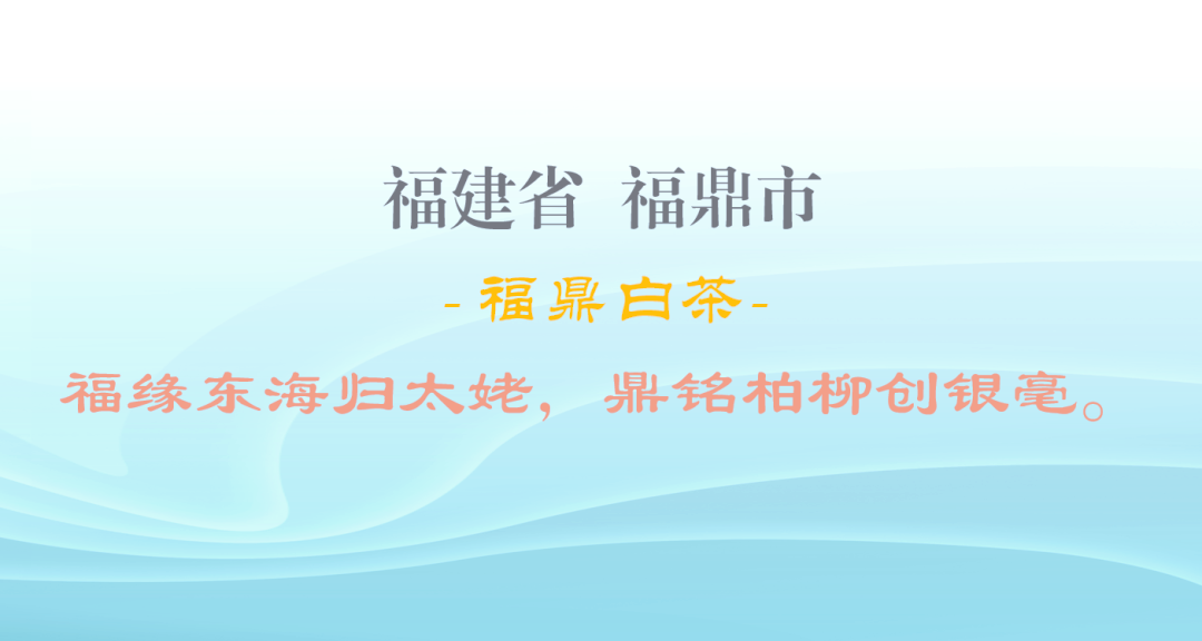 福建白茶和福鼎白茶哪个好