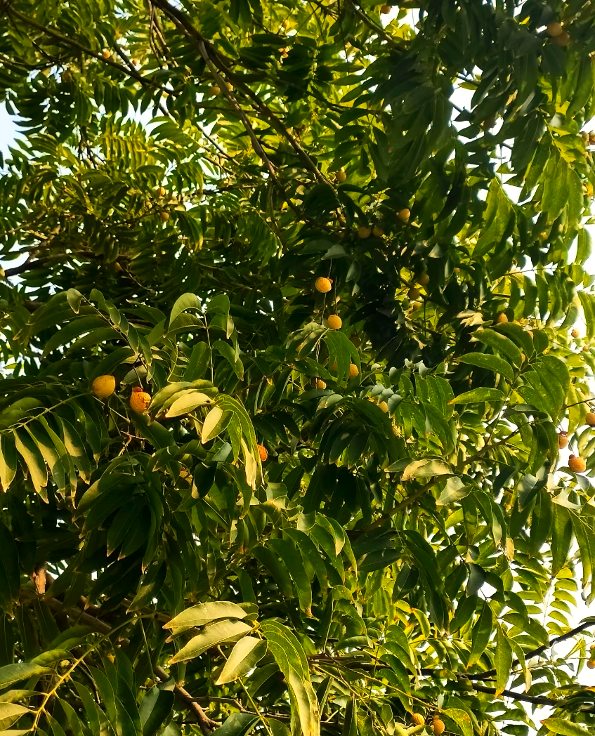 阜阳街头惊现大量无患子果实,市民争相捡拾,需警惕食用风险