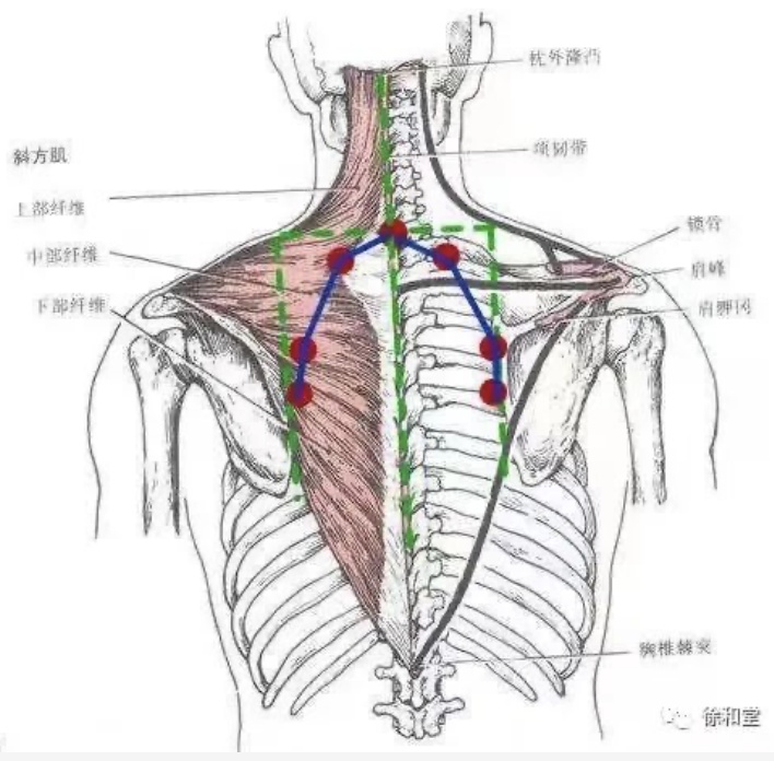 中醫防流感之刮痧治療篇丨杏林之聲