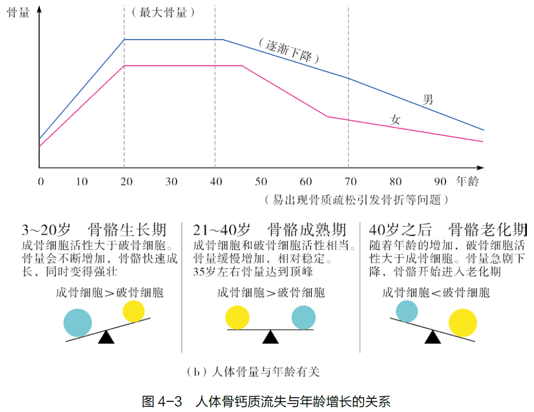 新陈代谢年龄图图片