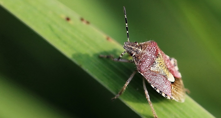 家里有蝽虫怎么办