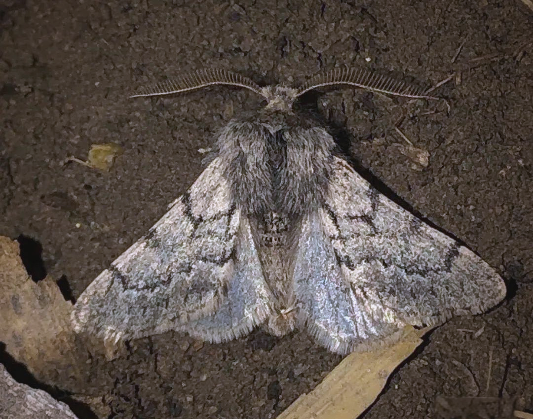 多种尺蛾分布广泛,它们有什么独特魅力
