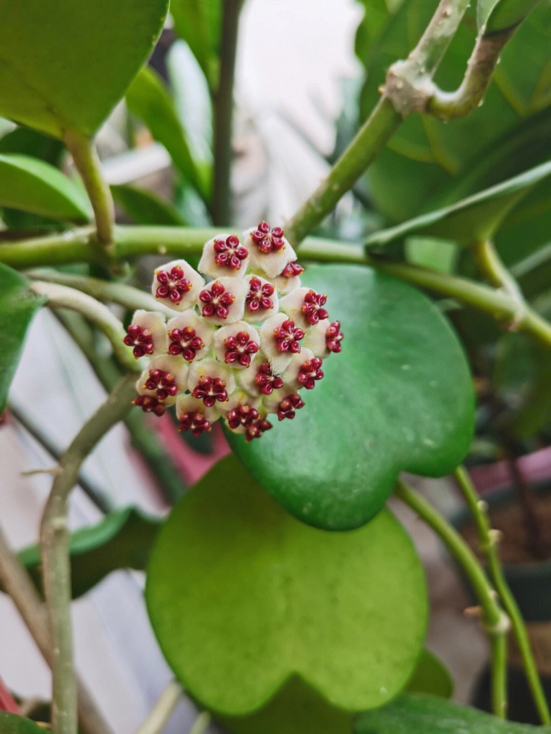 心叶球兰怎么养?盆栽心叶球兰的养殖方法和注意事项!