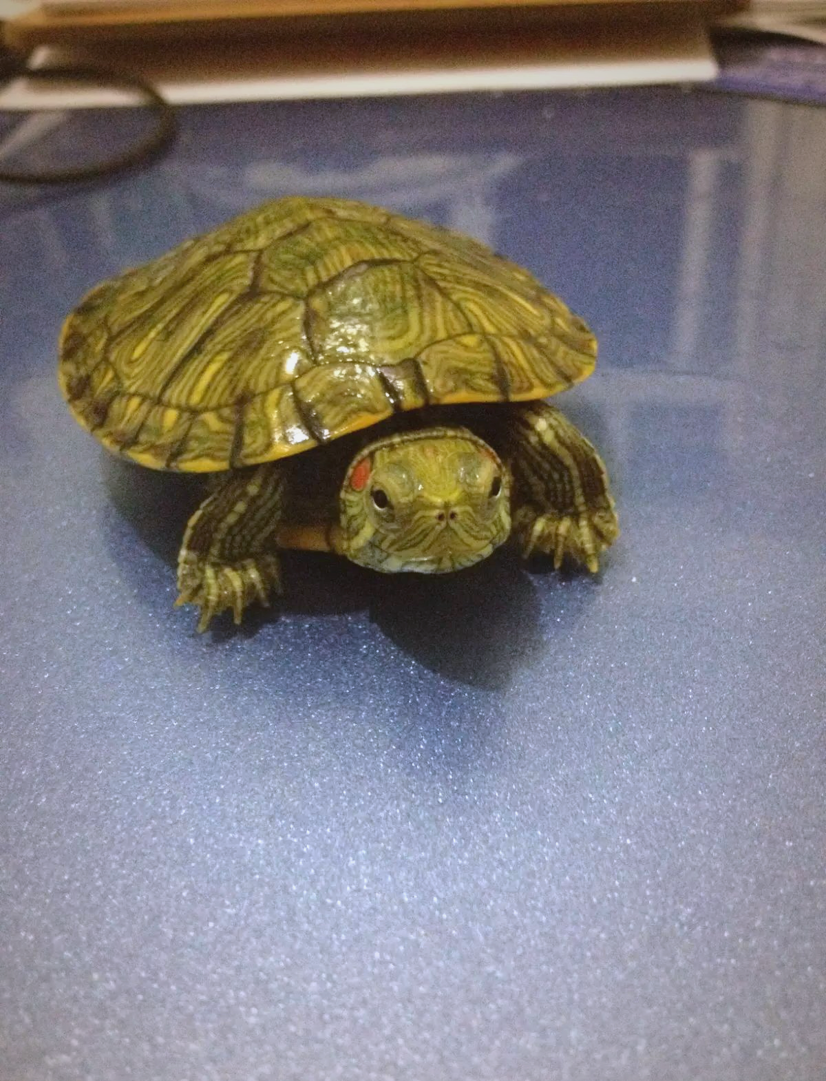 巴西龟饲养指南与注意事项