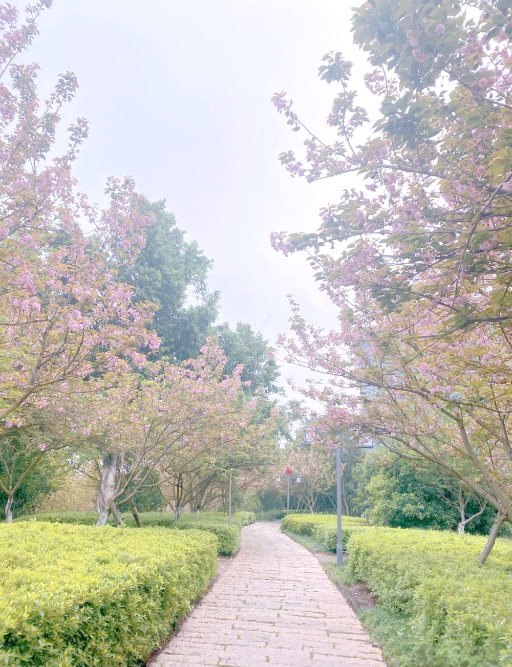 赣县樱花公园:十里樱花等你赏花体验