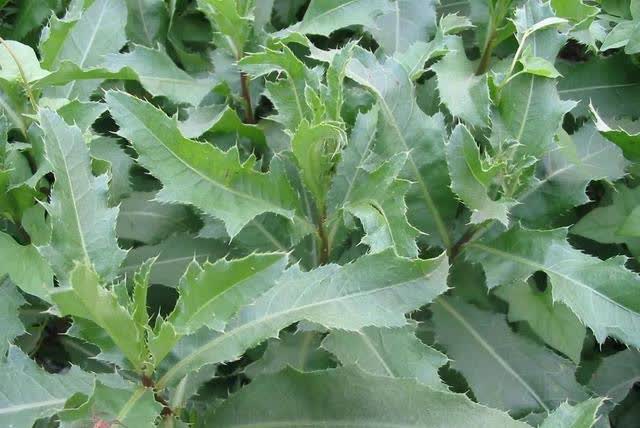 在农村,随处可见的七七芽,原来是一种美味的野菜