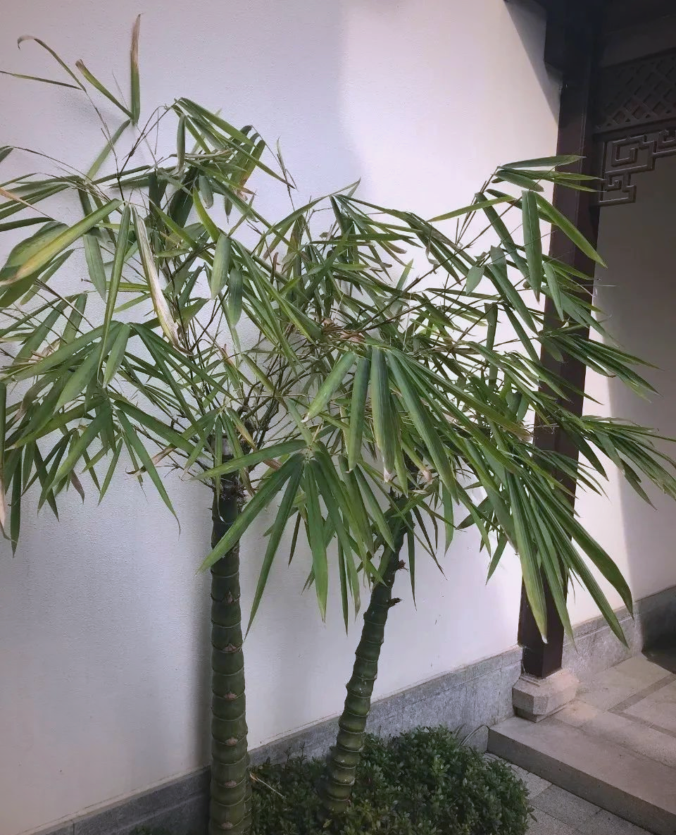 庭院种植的竹子品种推荐