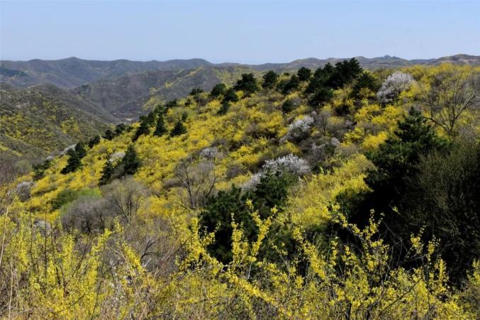 长子发鸠山:漫山金黄惹人醉