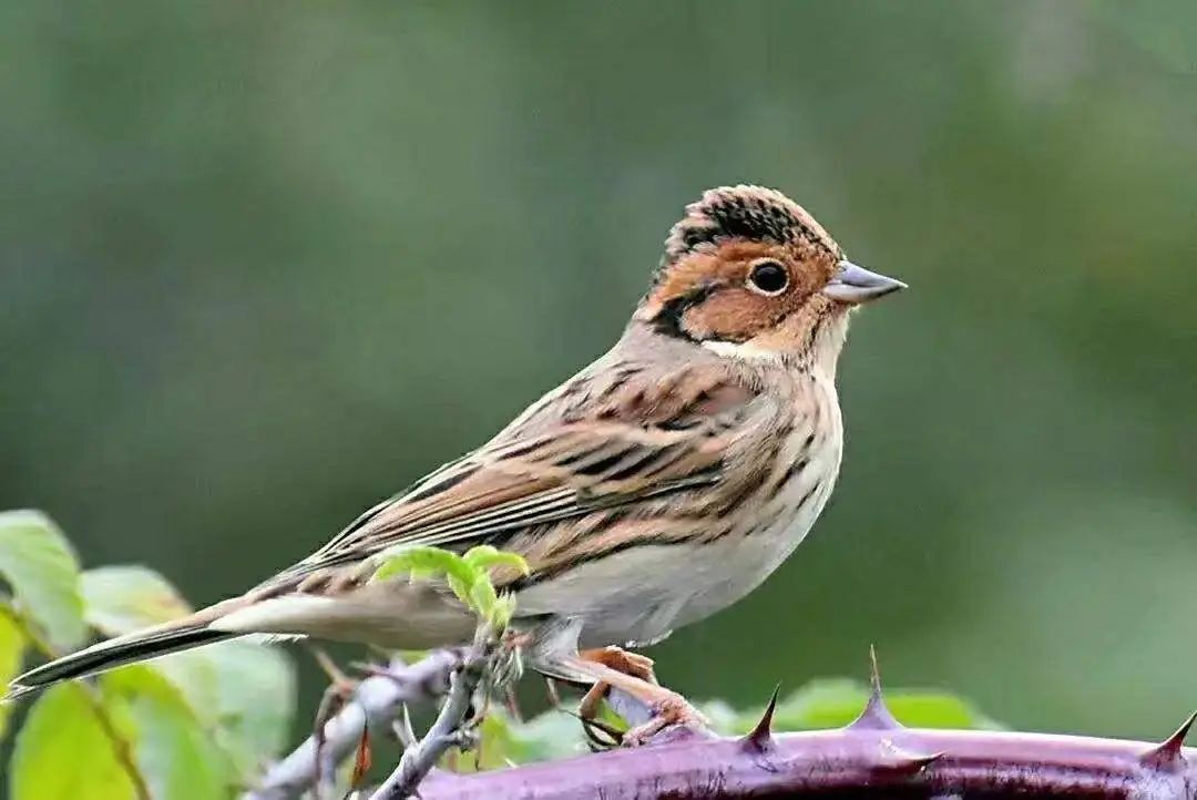 国家保护等有重要生态,科学,社会价值的陆生野生动物黄腹山雀辨识要点