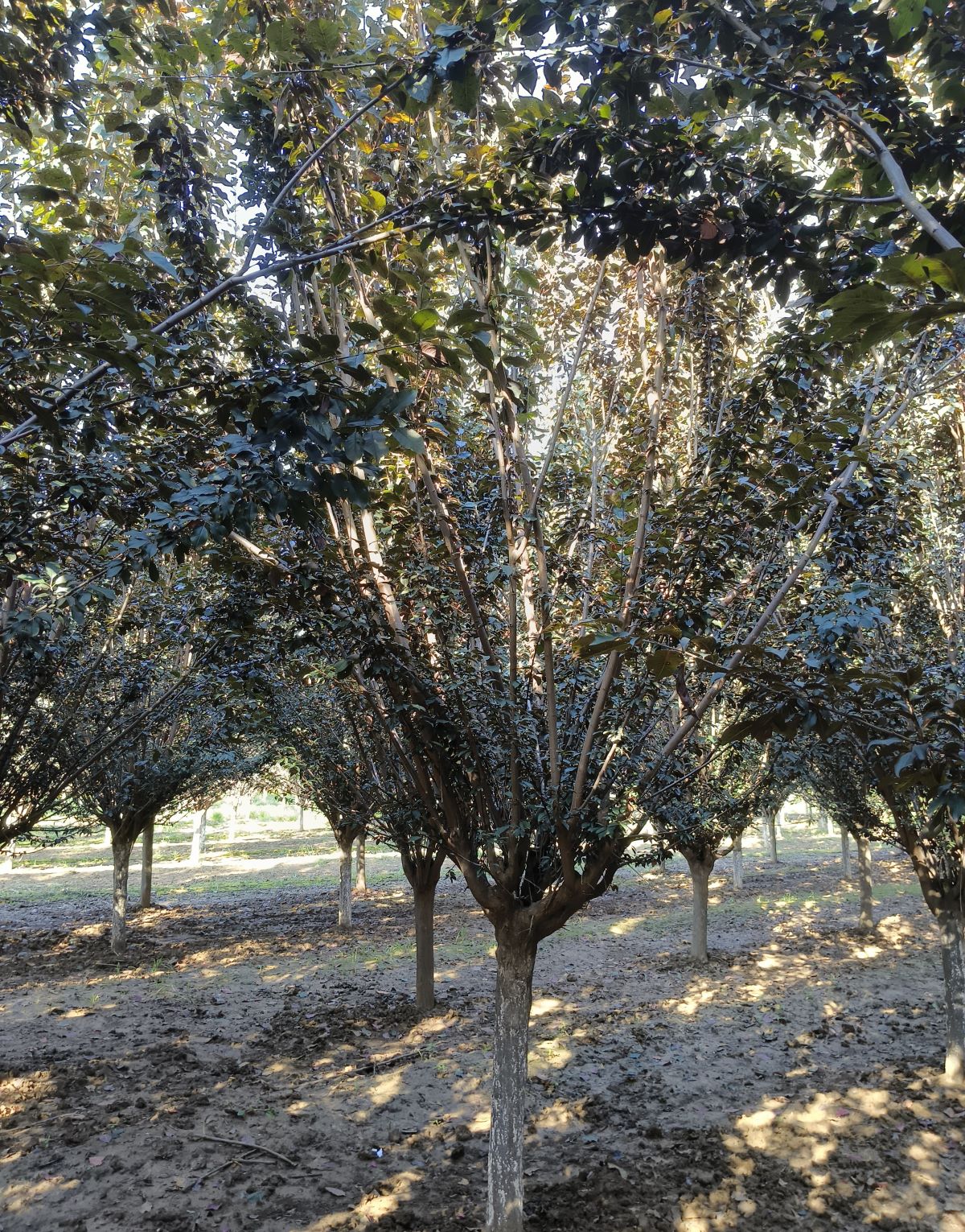 红叶李,9,10,11公分,间苗出圃