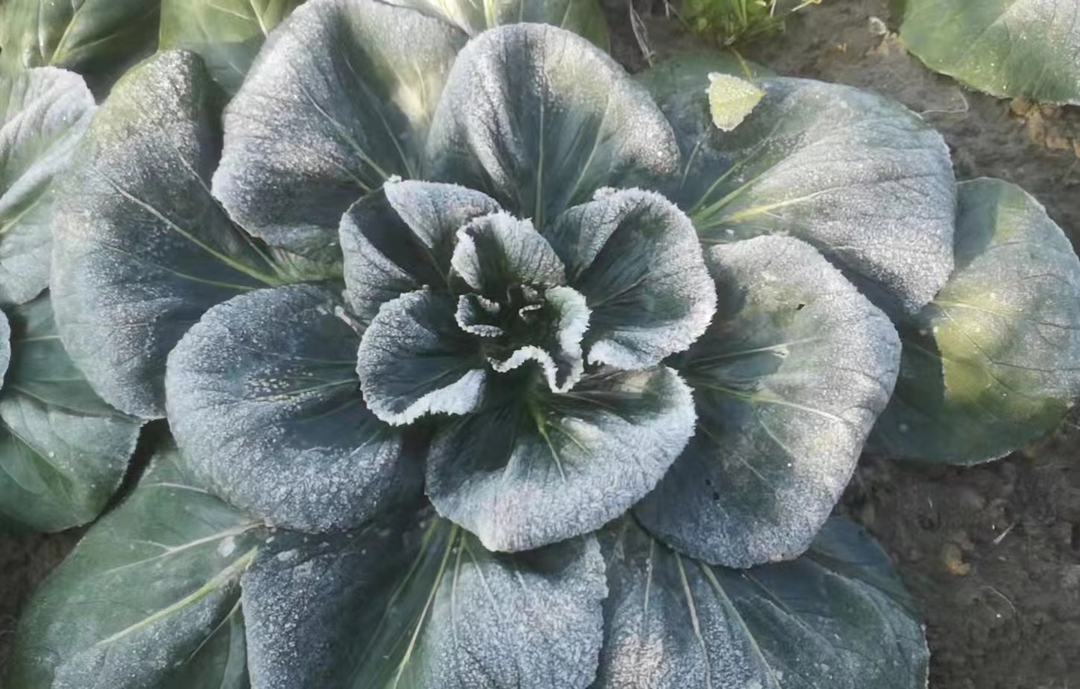 "抢鲜"如皋黑塌菜 叮咚买菜助力小众地标蔬菜上餐桌