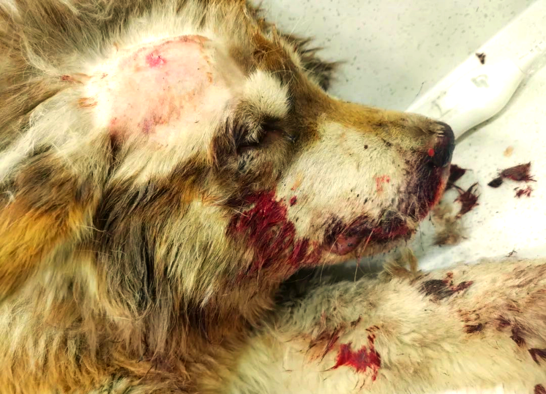 养阿拉斯加的人伤不起，养阿拉斯加犬的人怎么样