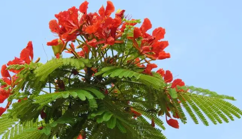 二回羽状复叶植物图片