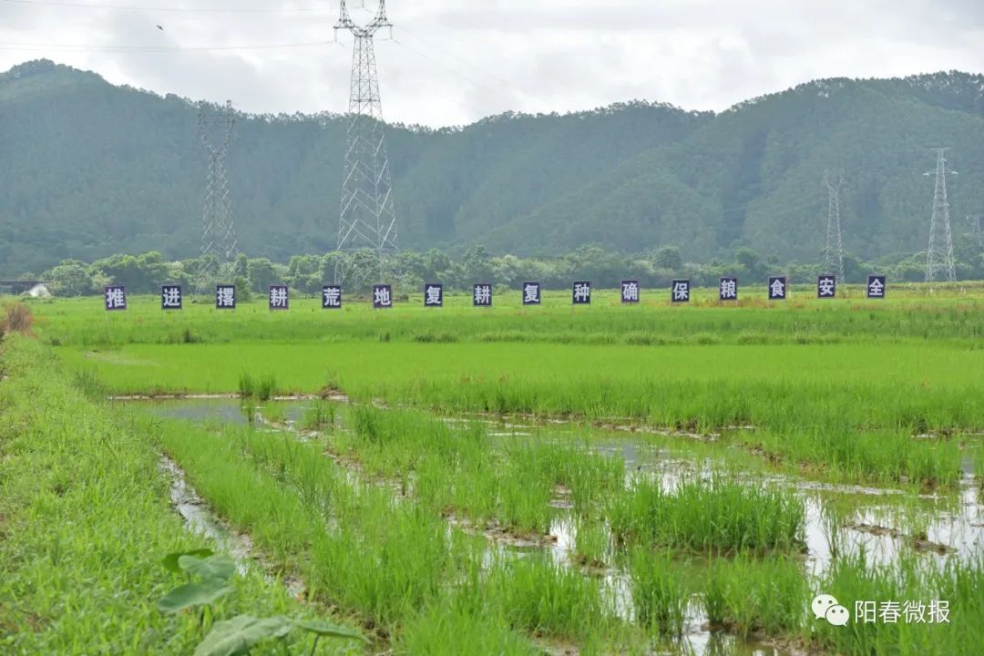 陽春市崗美鎮全力推進撂荒耕地復耕複種