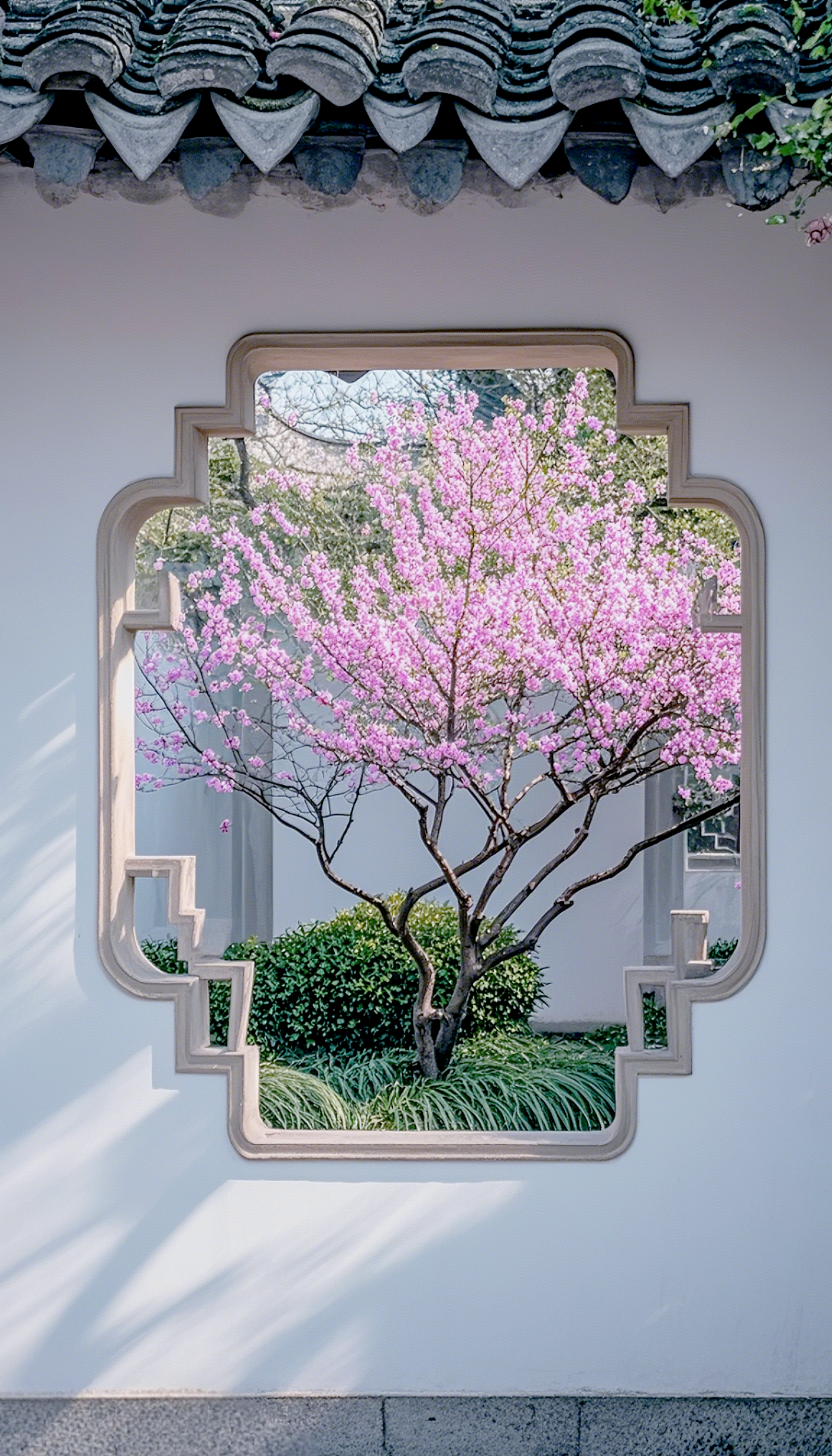 花窗白墙映粉花,中式园林尽显美韵