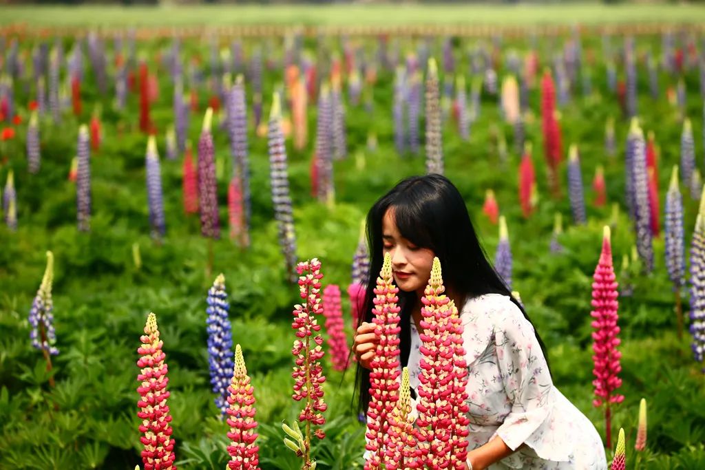 春花如期