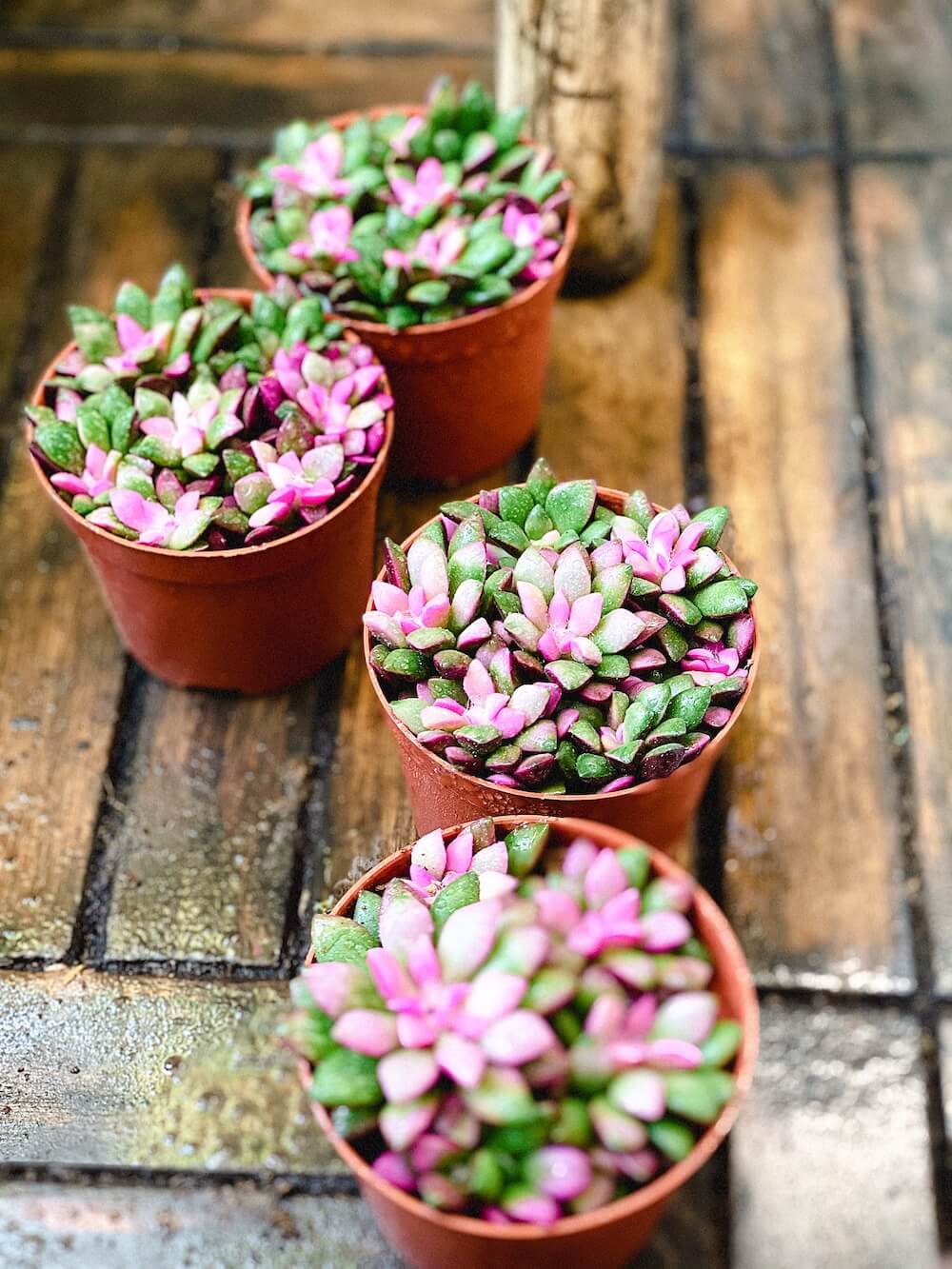 多肉奇迹:吹雪之松锦的护养秘籍